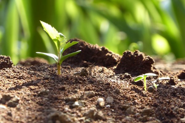 Several small green sprouts grow amidst dark brown soil.