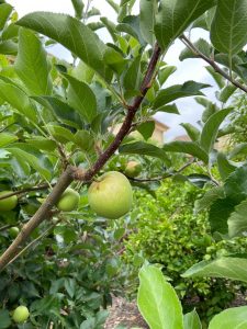 A green apple hangs on a leafy green branch in the Church Orchard.