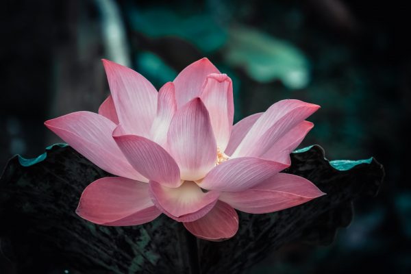 A pale pink unfurled lotus blossom with darker pink tips.