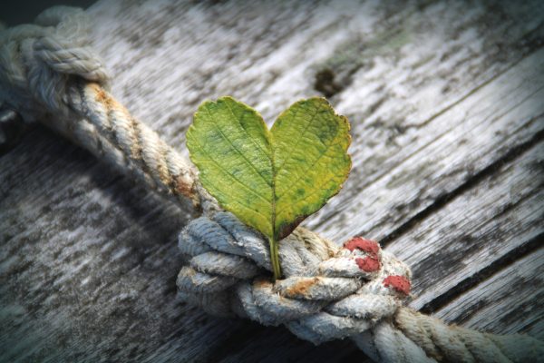 A green leaf in the shape of a heart sits in the middle of a worn gray and red rope knot against a weathered gray wooden surface.