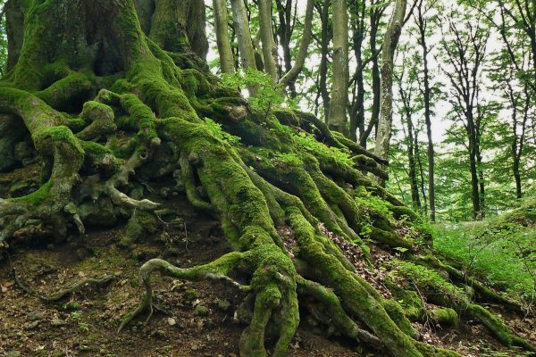 The gnarled, moss-covered roots of a large tree sit above the soil in a lush green forest.