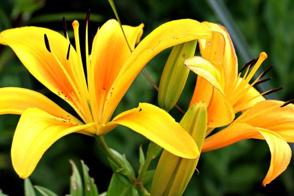 Two bright yellow and orange lilies bloom alongside two buds amidst lush green leaves. Image by S. Hermann & F. Richter from Pixabay.