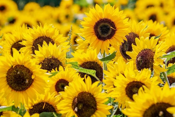 A field of bright yellow sunflowers in bloom. Image by suju-foto from Pixabay.
