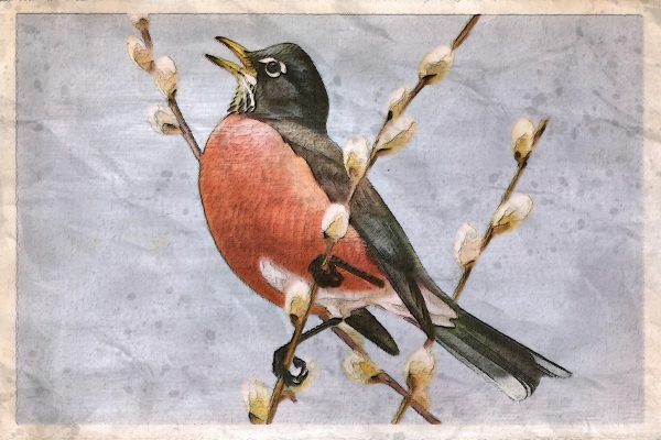 A painting depicting a robin singing while perched on a pussywillow branch. Image by Vinson Tan (楊 祖 武 ) from Pixabay.