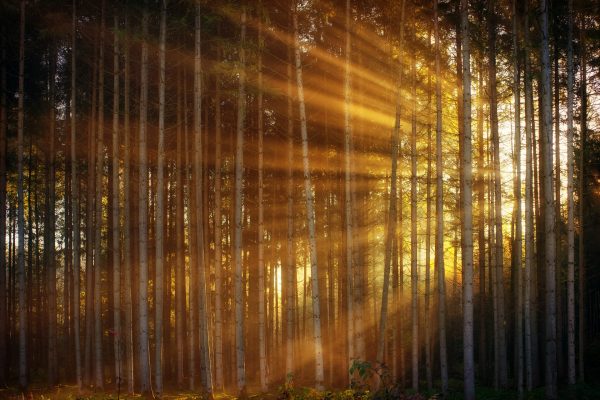Golden orange morning sunlight streams through a forest of slender white trees. Image by jplenio from Pixabay.