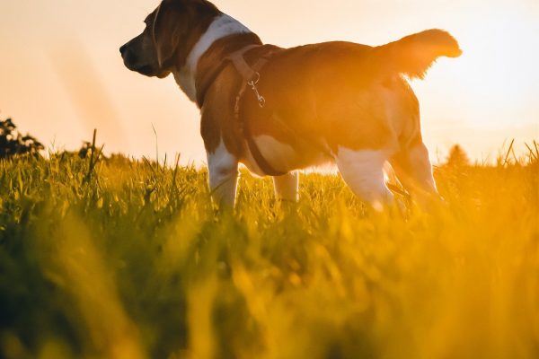 A brown and white dog stands in the middle of a field. The green blades of grass are illuminated golden by the setting sun. The dog wears a brown leather harness. Image by niklasfotografics from Pixabay.