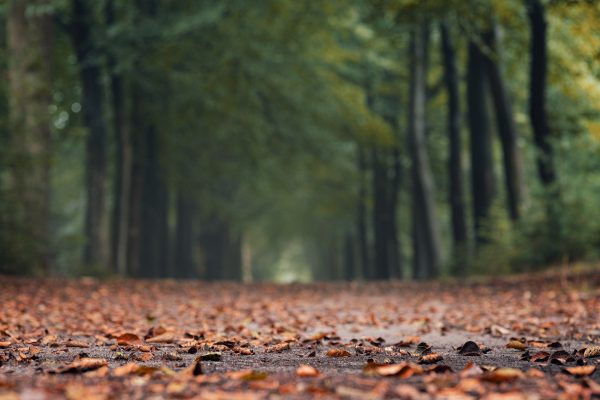 Brown fallen leaves cover a dirt path. The path runs into the distance between two rows of green leafy trees. The leaves in the immediate foreground are the clearest. Image by Melk Hagelslag from Pixabay.