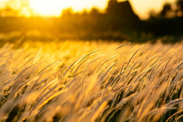 A photo of a field of golden wheat at sunset. The stalks are bending towards the right as they blow in the wind. Other landscape features are visible in the distance, but with less definition. The entire photo is tinged golden with light from the setting sun coming from the left side of the photo. Image via Pixabay.