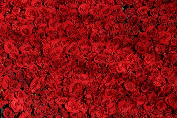 Rows upon rows of bright red roses fill the frame. The blossoms are all in various states of unfurl-ment. Image via Pixabay.