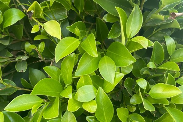 A close-up photo of a bush comprised of bright green leaves. Some leaves are darker, depending on the angle.