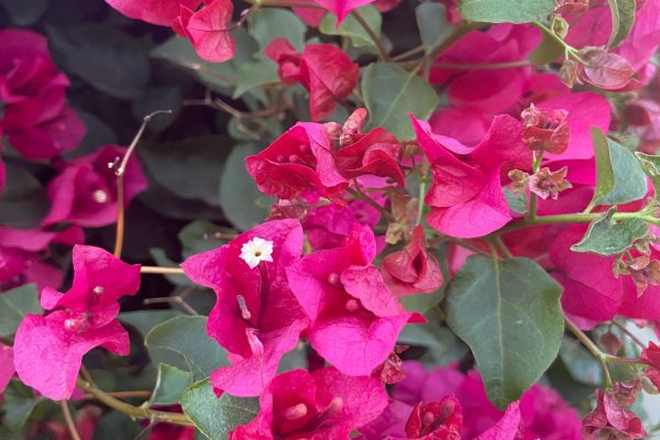 A close-up of several bright fuchsia bougainvillea blossoms. The flowers are surrounded by dark green leaves; some have white centers.