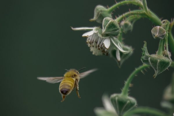 A single honeybee--seen from behind--buzzes towards a cluster of white flowers and green buds. The stems and buds of the plant have spiky orange-red thorns. The background of the image is dark green.