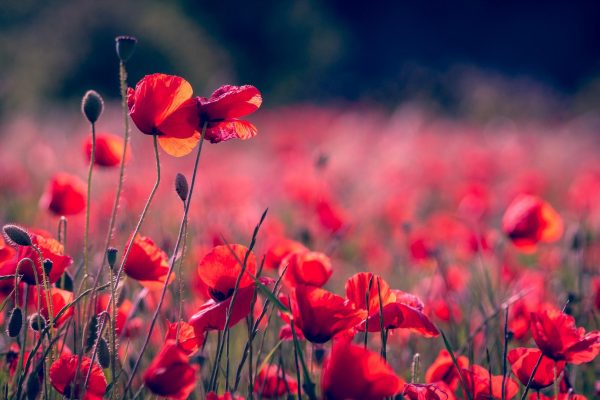 A field of poppies tinged red-pink in the light. Some blossoms are unfurled, while others are still buds. The poppies in the foreground are in focus, whereas those in the background are fuzzier.