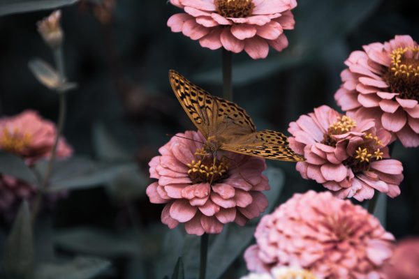 A brown and orange butterfly perches atop a pale pink flower. Several other flowers and dark green foliage surround it. Image via Pixabay.