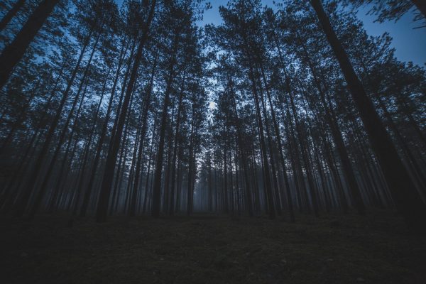 Tall trees stand dark against a blue-purple sky. The image is shot from the ground-level and pans upwards towards the trees. the sun appears to be setting in the background.