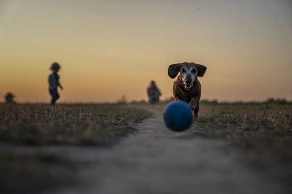 A small dog with a white muzzle and floppy ears chases a blue ball down a path towards the camera. Two dark figures stand in the distance against the sky, illuminated golden with the setting sun. Image via PIxabay.