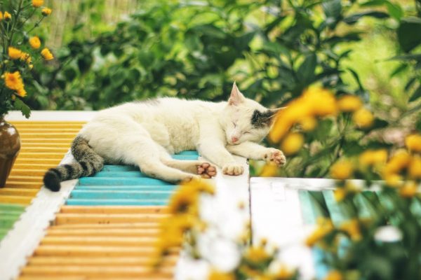 A white cat with a black ear and a black and brown striped tail sleeps amidst a garden patch of dark green leaves and yellow flowers. Image via Pixabay.