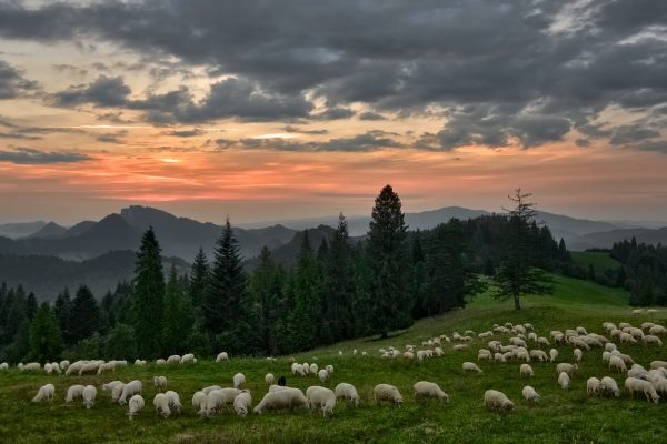 A flock of white sheep are scattered across a green pasture bordered on one side by tall trees. The sun sets behind the mountains in the distance, coloring the clouds in shades of gray-blue. Image via Pixabay.