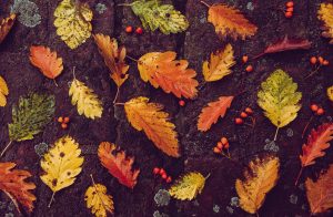 Leaves in various shades of orange, red, yellow, and green are artfully arranged with berries atop a background of dark mossy cobblestones. Image via Pixabay.