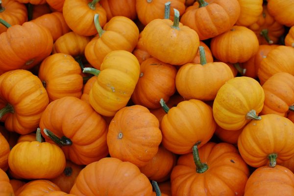 Small bright orange pumpkins with dark green stems fill the screen. Image via Pixabay.