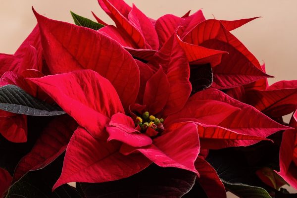 A collection of bright red poinsettia plants, surrounded by dark green-black leaves.