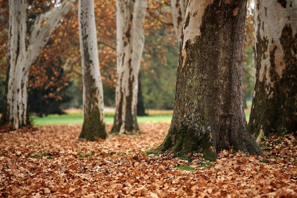 A picture of several trees taken from the ground level. The lower trunks of the trees are visible; the ground in front of them is covered in brown leaves. Image via Pixaby.