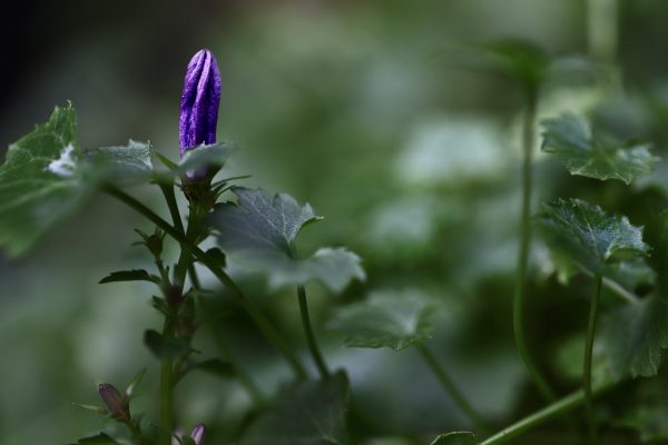 A purple bellflower bud sits amidst fan-shaped green leaves.
