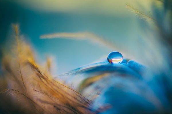 A clear water droplet is balanced atop a turquoise feather. Delicate golden feathers sit to the left. The background is turquoise and gold. Image via Pixabay.
