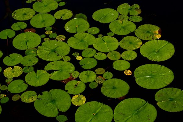 Vibrant green lily pads dot the surface of a dark body of water. The lily pads are of various sizes. Some are speckled with yellow and brown.