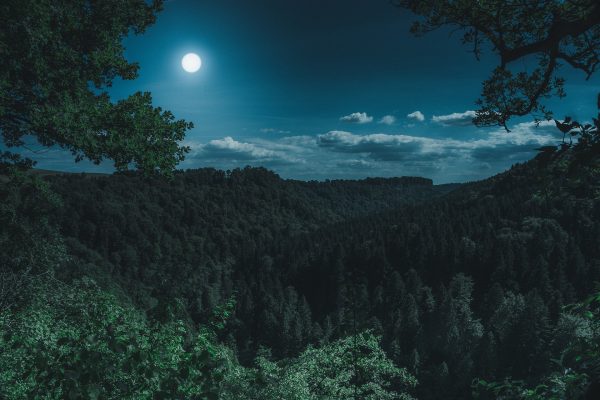 A densely wooded forest is lit by the white glow of the moon. The photo appears to be taken from a clearing above said forest. Green branches and other foliage frame the photo; distant white clouds float across the blue night sky.