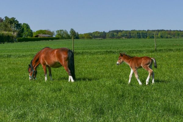 A rust-colored mare and pony graze in a field of vibrant green grass on a clear sunny day. Both have white feet and noses. The pony is to the right of the mare and appears to be walking towards her as she grazes. A wire fence is visible behind the two horses; the tops of several buildings are visible beyond the fence. Trees line the horizon. Image via Pixabay.