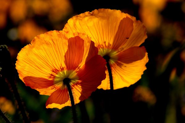 Two bright orange poppies, lit from the underside. Their petals are paper-thin and full of shadows where they overlap. The stems look dark black and fuzzy. Other blurry patches of orange can be seen in the background. Image via Pixabay.