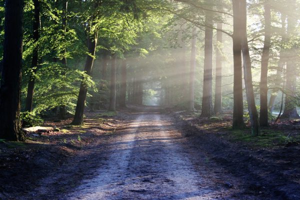 Tire treads frame either side of a dirt road that runs through a forest. White rays of sunlight shine in from the right, illuminating the green leaves of some of the trees. The ground has patches of green moss and a blanket of general forest detritus. Image via Pixabay.