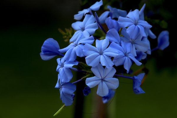 A clump of pale blue Cape Leadwort flowers against a dark green-black background. The blossoms have five thin petals each and appear to have a velvety soft texture; tiny blue anthers sit at the center of each blossom. Some unopened buds poke up amidst their blooming compatriots. Image via Pixabay.