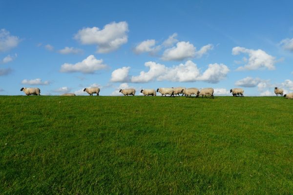 A horizontal line of sheep makes their way across a bright green field. The sheep have white wool, black faces, and black legs. They sky is a bright blue, speckled with puffy white clouds.