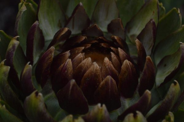 A close-up image of the dark brown center of a plant. The center of the plant is brown, as are the rows of petals that surround it. The outer layers of petals are green with brown edges, and both sections of petals are flecked with purple streaks. Image via Pixabay.
