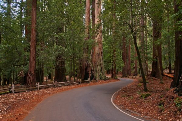 A single lane asphalt road winds through a grove of redwood trees. A simple wooden fence separates the trees and road in certain areas. No sunlight is filtering down to the road through the foliage above; the ground is covered with brown leaves and red needles. Green moss covers the surface of stones and parts of the fence. Little bits of blue sky are visible here and there between the tree branches. Image via Pixabay.