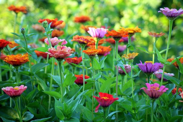 A lush clump of zinnias, as seen from the side. The leaves and stems are a vibrant green. The blossoms are a mixture of pink, purple, red, and orange. The verdant green background is illuminated by sunlight. Image via Pixabay.