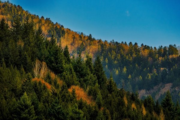 A vista of a tree-covered mountain slope. Most of the trees are of the evergreen variety; some sport bright orange leaves. The sky is clear and blue; it appears to be in the late afternoon. Image via Pixabay.