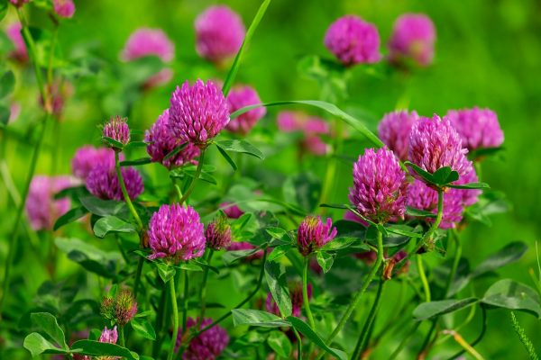 A clump of red clover. The stems and leaves are a vibrant green, and the flowers are hot pink. Some of the blossoms are still in the process of blooming and are a mix of green and hot pink buds. Image via Pixabay.