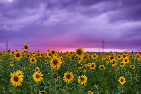A field of sunflowers at what appears to be sunset. The sky is covered in clouds, with the exception of a thin sliver along the horizon. The clouds are vibrant shades of purple and pink. Two powerlines are visible in the distance. Image via Pixabay.