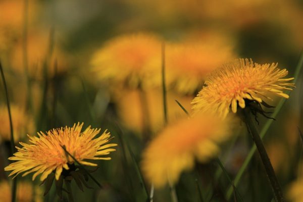 An up-close shot of a patch of golden dandelions. Only two of the flowers are in focus, but other blurry golden blobs are also visible. The stems and leaves are dark green. Image via Pixabay.
