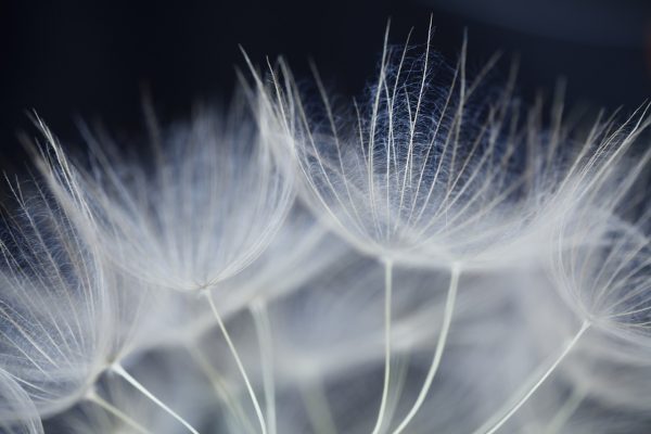 A close-up image of wispy white dandelion seeds. Each fan-shaped seed overlaps with its neighbors. The background of the image is dark blue/black. Image via Pixabay.