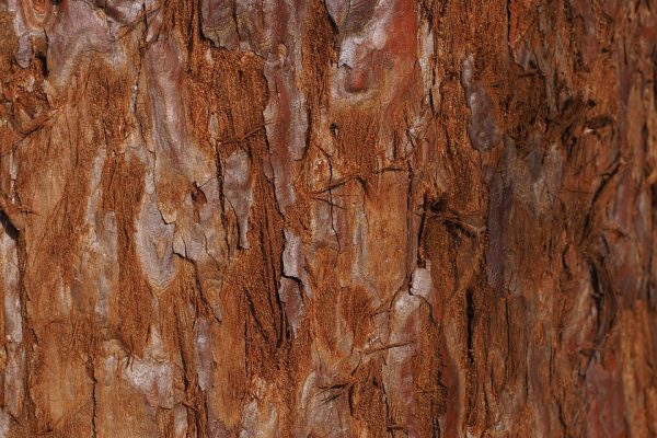 A close-up photo of the bark of a redwood tree. The bark has a mottled texture and is mostly rust-colored with patches of darker dappling. Image via Pixabay.