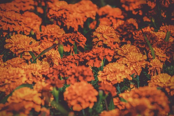 A sunny patch of marigolds in various shades of autumnal orange. Their leaves and stems are a vibrant green. An insect can be seen buzzing around a blossom to along the left side of the image. Image via Pixabay.
