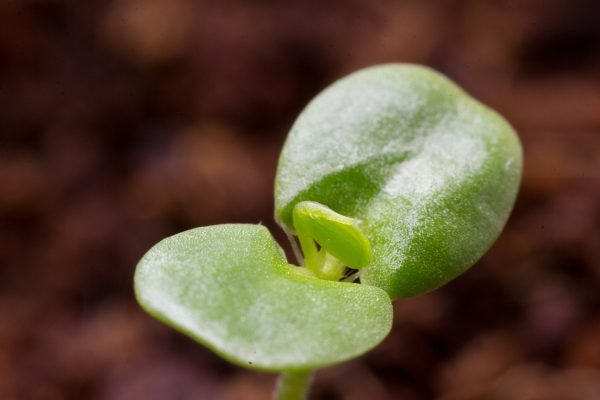 A close-up photo of a cute green seed sprout. The sprout has two richly pored perpendicular leaves, with the beginnings of a new set of leaves rising from the center. The background of the image is not in focus, but is made up of overlapping spots of brown and red. Image via Pixabay.