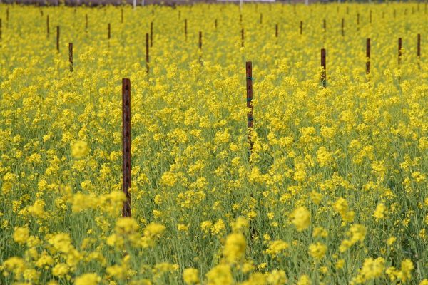 Tall, sunny yellow mustard plants fill a field. Even rows of rusty metal posts dot the field; it is hard to tell if the posts are connected by any wire. Image via Pixabay.