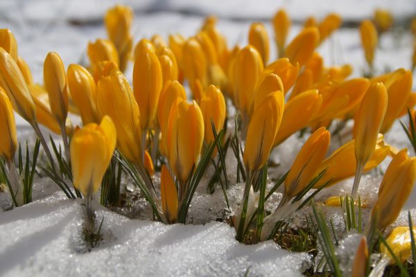 A clump of golden-orange crocus buds with slight green leaves sprouts amidst the snow. It appears to be a sunny day. Image via Pixabay.