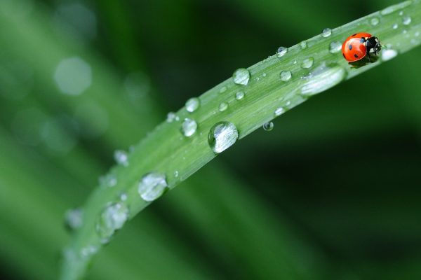 A close-up picture of a bright green blade of grass covered in water droplets. A vibrant black and red ladybug can be seen along the top part of the blade of grass near the upper right corner of the image. Image via Pixabay.