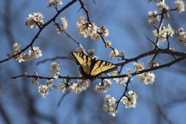 An eastern tiger swallowtail butterfly perches near the white blossoms of what appears to be an apple tree. The sun shines through its open yellow wings. Other branches and blossoms of the apple tree are visible in the background of the image. Image via Pixabay.